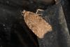 Agonopterix heracliana